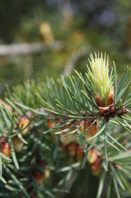 Pine buds for cervical osteochondrosis tincture