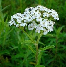Yarrow for arthrosis